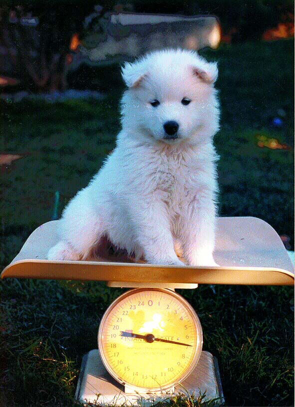A puppy being weighed on the baby scale (Cookie X Sony puppies)