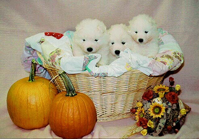 Puppies in a Thanksgiving basket (Chip X Panda puppies)