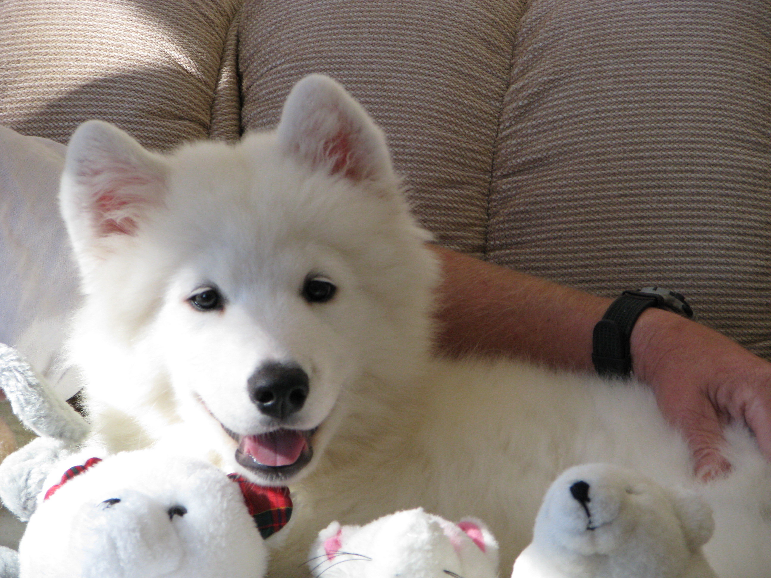 samoyed texas