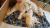 Molly babies having lunch