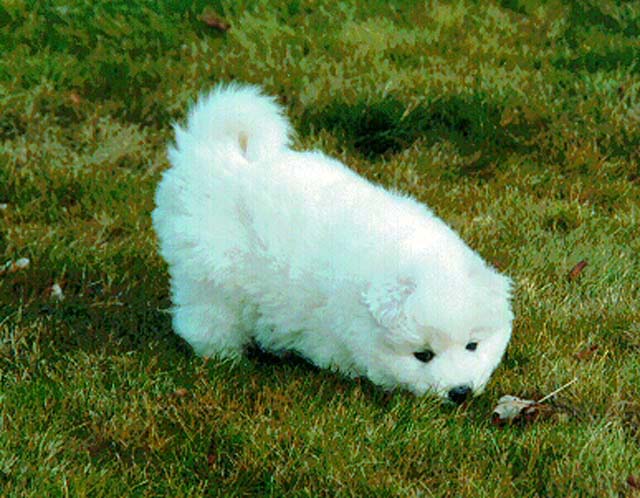 Puppy chasing a leaf
