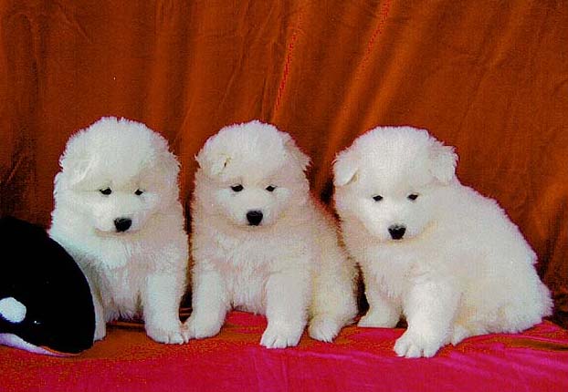 Puppies with Shamu the whale (Punkin X Budding Star puppies)