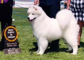 Puppy Group 1 in Canada!